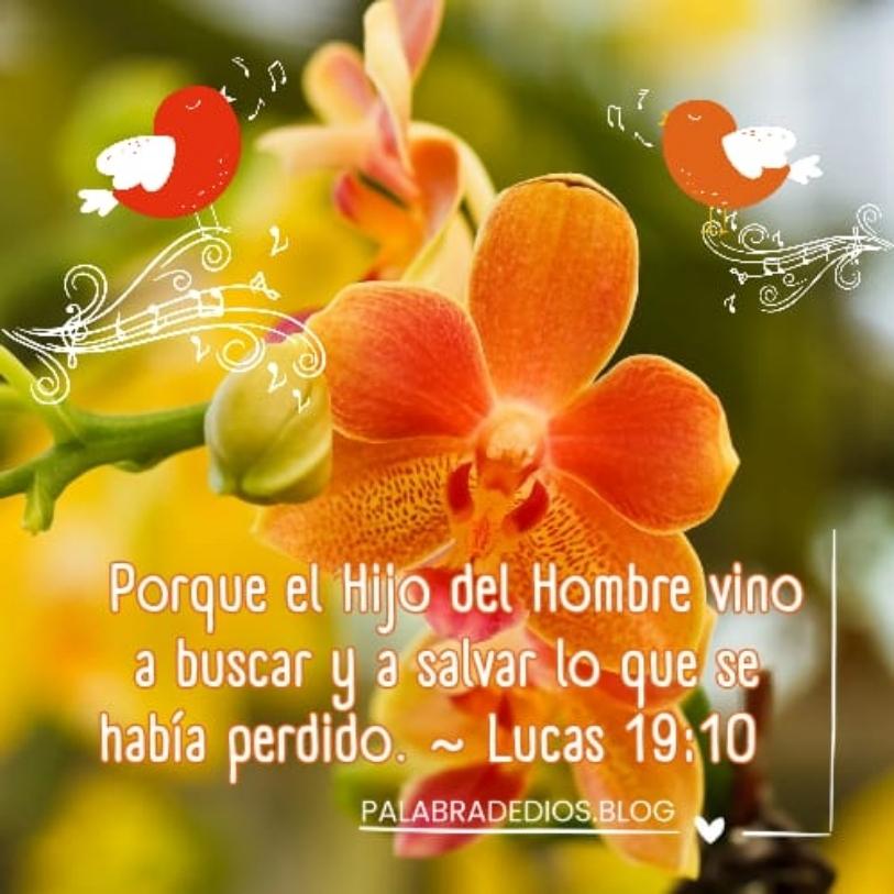 el Hijo del Hombre vino a buscar y a salvar